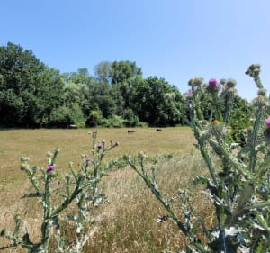 Autour de la Loire depuis Passy-les-Tours - Varennes-lès-Narcy - 4