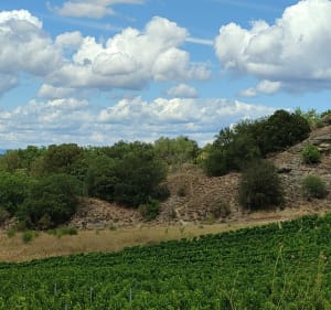 Vignes et forêts par Cornèze - FREDERIC - 3