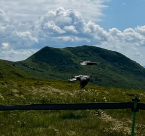 Ustrzyki - Tarnica - Halicz - Przełęcz Bukowska - Wołosate - Ustrzyki Górne - 3