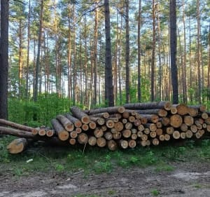 Z Białegostoku do Narwi i powrót nad stawy marczukowskie - Białystok - 4