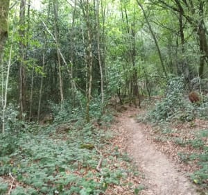Balade en forêt de Valcongrain - Les Monts d'Aunay - 4