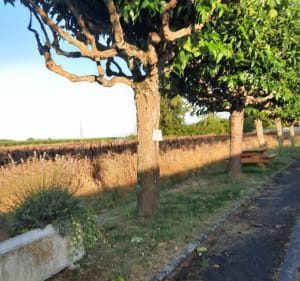 Balade entre vignes, tournesols, champs à Courbillac - Courbillac - 4