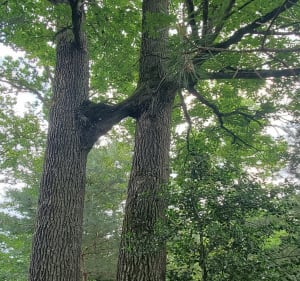 Boucle des arbres remarquables près de la butte St louis - Fontainebleau - 3