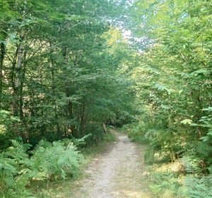 Boucle entre Saint-Selve à l'aérodrome de Saucats - Saint-Selve - 3