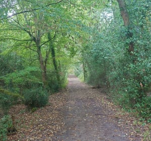 Boucle entre Saint-Selve à l'aérodrome de Saucats - Saint-Selve - 4