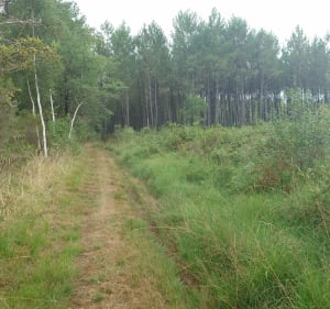 Boucle entre Saint-Selve à l'aérodrome de Saucats - Saint-Selve - 5