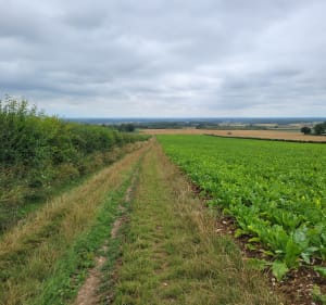 Promenade dans les bois de Balinghem - Alembon - 5