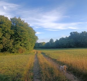 Point de vues d'Evosges - Évosges - 3