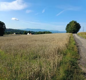 Rydułtowy - Cieszyn (pętla) - Sławomir - 3