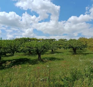 Chitry, village de vignerons - Chitry - 4