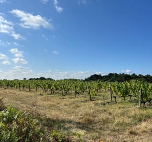Les Moutiers-en-Retz : campagne, marais et océan - Les Moutiers-en-Retz - 3