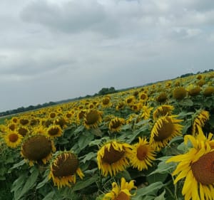 Petite rando de la Bénate, par le Pré Clos - Corcoué-sur-Logne - 3