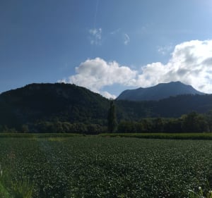 Balade par les Marais des Lagneux - Massignieu-de-Rives - 4