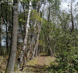 Tour de Mézeray fleurtant avec les communes voisines - Mézeray - 3