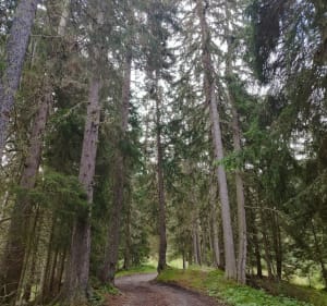 Entre forêt et Alpage, au départ du village du Roux - Les Belleville - 3
