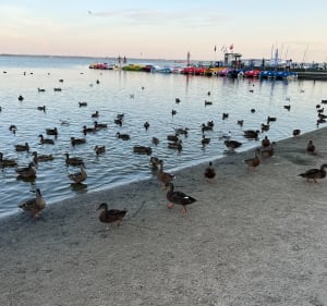 Z Kempingu Łączka w Gleźnowie do Dąbek na plażę i gofra - Gleźnowo - 4