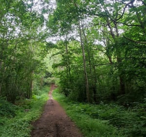 Petite balade de détente dans la forêt de Morainvilliers - Morainvilliers - 5