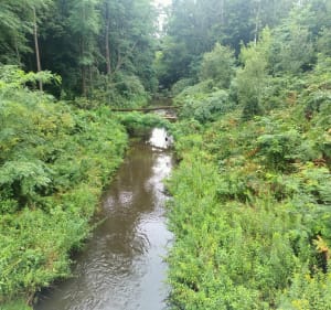 Trasa spacerowa łąkami i lasami wokoło lotniska - Rybnik - 3