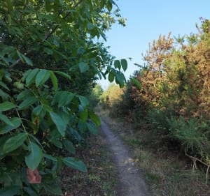 Boucle autour de la Minais - Sainte-Luce-sur-Loire - 4