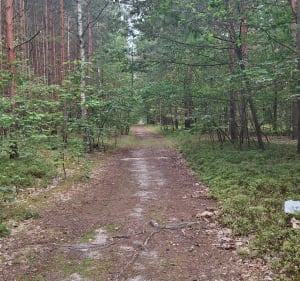 Leśny spacer w Radomsku - Radomsko - 3