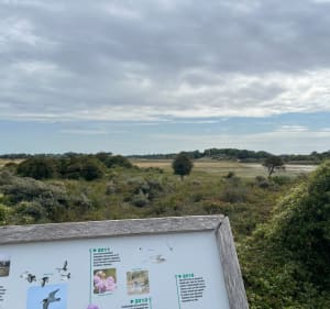 Marche naturelle au plagier d’Oye - Oye-Plage - 4