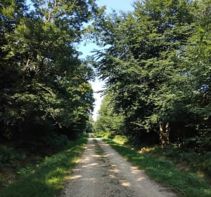 Forêt de Verzy - Verzy - 2