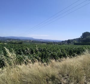 Petite balade tranquille à Saint-Martin-de-la-Brasque - Saint-Martin-de-la-Brasque - 4