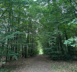 Près du gros chêne d'Haguenau - Haguenau - 2