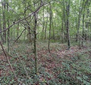 Croix Bagier et Foyard - Pupillin - 4