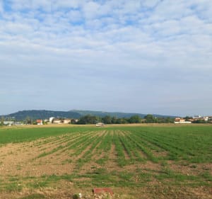 Tour des champs entre Rillieux, Caluire et Sathonay-Camp - Sathonay-Camp - 3