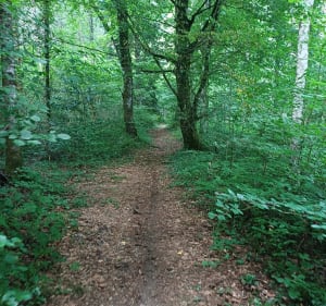 Forêt Bouclans, par Vauchamps - Bouclans - 5