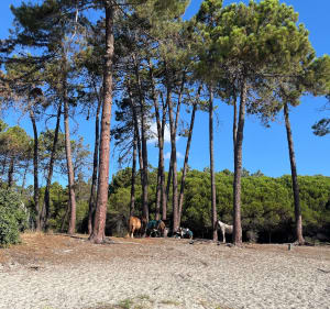 Entre forêt de Pinia et mer - Ghisonaccia - 3