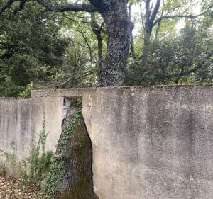 Aux alentours de Ménerbes - Ménerbes - 3
