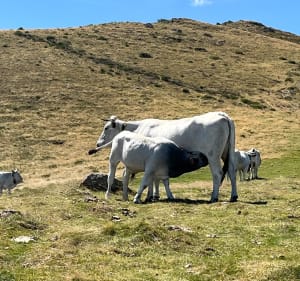 Pic de Picou, Bout de Touron, Roc Mouché, Rocher de Batail - Montoulieu - 3