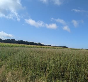 Tour de Chemellier - Brissac Loire Aubance - 4