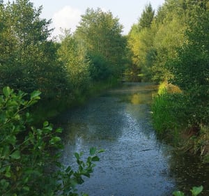 Long des berges et forêts à Hattigny - Hattigny - 3