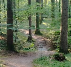 Long des berges et forêts à Hattigny - Hattigny - 4
