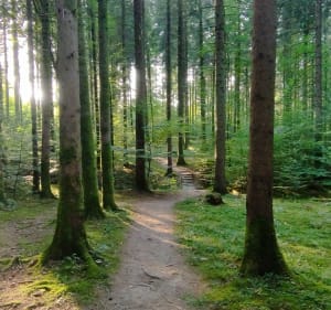 Long des berges et forêts à Hattigny - Hattigny - 5