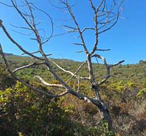 Rando du Capo di Feno et Mont de la Trinité - Bonifacio - 5