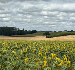 Boucle de l’est Pontalibien, et Bois du Balai - Sainte-Gemme - 4
