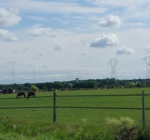 Balade au départ des Florelites - Saint-Fargeau-Ponthierry - 3