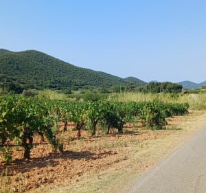 Boucle 100 km entre terre et mer Entre La Crau et Bormes - La Crau - 5