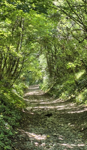 Autour du Plateau d'Écrouves par le Bois de Mortemoselle - Écrouves - 7
