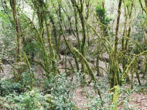 Randonnée dans les gorges de l'Ardèche - Labastide-de-Virac - 5