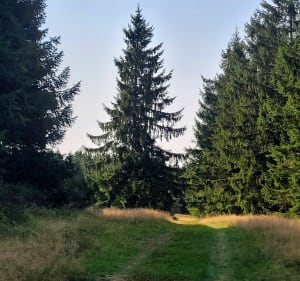 Marche depuis la Stèle ' Tour d'Auvergne - La Tour-d'Auvergne - 4