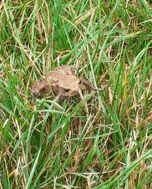 Belle Balade en famille sur le sentier du Fartz de Wissant - Wissant - 50