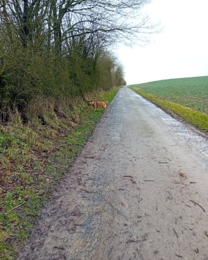 Balade autour de Gauche Wood - Villers-Guislain - 6