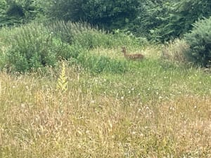 A l'assaut de la Butte de César via le sentier côtier - Arzon - 10