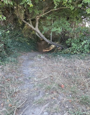 Mazinghem, Le sentier du marais pourri - Mazinghem - 7