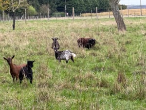 Boucle forestière autour des Nonains - stephane - 2